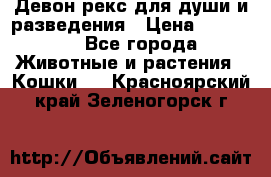 Девон рекс для души и разведения › Цена ­ 20 000 - Все города Животные и растения » Кошки   . Красноярский край,Зеленогорск г.